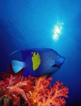 Framed Yellow-Banded angelfish (Pomacanthus maculosus) with soft corals in the ocean Print