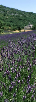 Framed Lavender crop with a monastery in the background, Abbaye De Senanque, Provence-Alpes-Cote d&#39;Azur, France Print