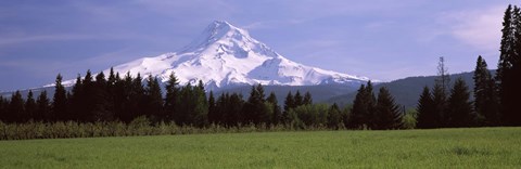 Framed Field with a snowcapped mountain in the background, Mt Hood, Oregon (horizontal) Print
