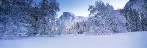 Framed Oak trees and rock formations covered with snow, Half Dome, Yosemite National Park, California Print