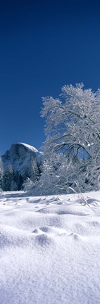 Framed Oak tree and rock formations covered with snow, Half Dome, Yosemite National Park, Mariposa County, California, USA Print