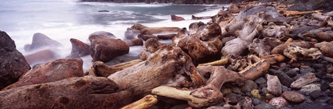 Framed Driftwood on the beach, Oregon Coast, Oregon, USA Print