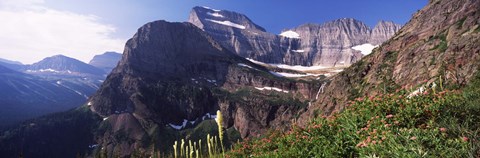 Framed Wildflowers with mountain range in the background, US Glacier National Park, Montana, USA Print