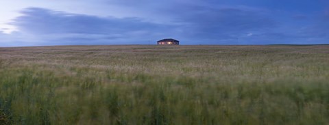 Framed Barley field with a house in the background, Orkney Islands, Scotland Print
