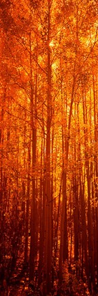 Framed Aspen trees at sunrise in autumn, Colorado (vertical) Print
