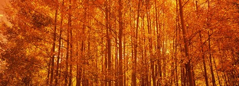 Framed Aspen trees at sunrise in autumn, Colorado (horizontal) Print