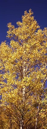 Framed Low angle view of aspen trees in autumn, Colorado Print