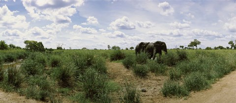 Framed African elephants (Loxodonta africana) in a field, Kruger National Park, South Africa Print