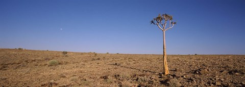 Framed Lone Quiver tree (Aloe dichotoma) in a field, Fish River Canyon, Namibia Print