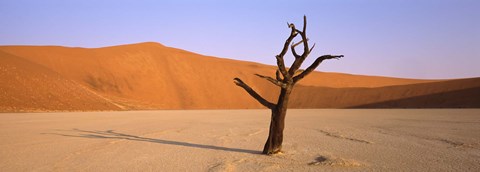 Framed Dead tree in a desert, Dead Vlei, Sossusvlei, Namib-Naukluft National Park, Namibia Print