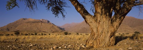 Framed Camelthorn tree (Acacia erioloba) with mountains in the background, Brandberg Mountains, Damaraland, Namib Desert, Namibia Print