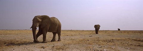 Framed Three African elephants (Loxodonta africana) bulls approaching a waterhole, Etosha National Park, Kunene Region, Namibia Print