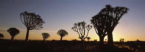 Framed Silhouette of Quiver trees (Aloe dichotoma) at sunset, Namibia Print