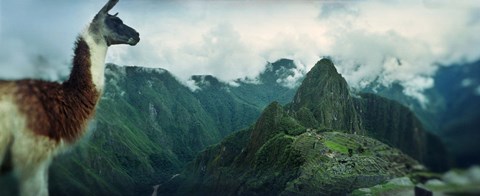 Framed Alpaca (Vicugna pacos) on a mountain with an archaeological site in the background, Inca Ruins, Machu Picchu, Cusco Region, Peru Print