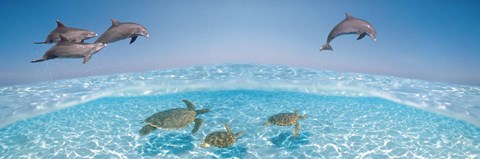 Framed Bottlenose Dolphin Jumping While Turtles Swimming Under Water Print