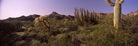 Framed Organ Pipe cactus, Arizona Print