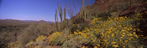 Framed Organ Pipe cactus and yellow wildflowers, Arizona Print