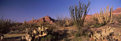 Framed Organ Pipe Cacti, Organ Pipe Cactus National Monument, Arizona, USA Print