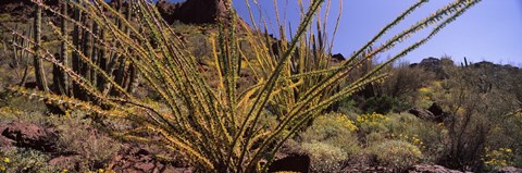 Framed Plants on a landscape, Organ Pipe Cactus National Monument, Arizona (horizontal) Print