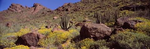 Framed Cacti with wildflowers on a landscape, Organ Pipe Cactus National Monument, Arizona, USA Print