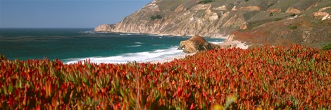 Framed Flowers on the coast, Big Sur, California, USA Print