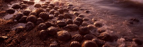 Framed Horseshoe crabs (Limulus polyphemus), spawning, Port Mahon, Delaware River, Delaware, USA Print