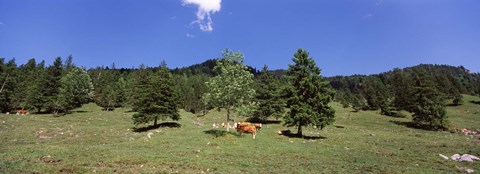 Framed Herd of cows grazing in a field, Karwendel Mountains, Risstal Valley, Hinterriss, Tyrol, Austria Print