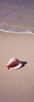 Framed High angle view of a conch shell on the beach, Bahamas Print