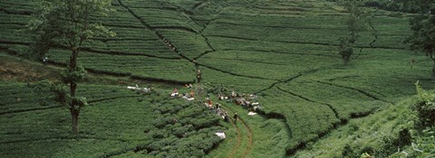 Framed Tea plantation, Java, Indonesia Print