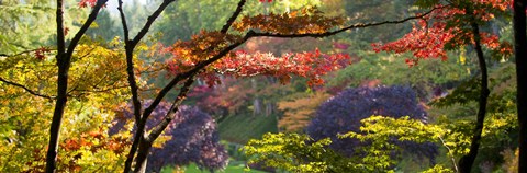 Framed Trees in a garden, Butchart Gardens, Victoria, Vancouver Island, British Columbia, Canada Print