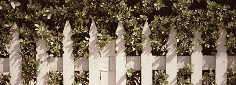 Framed White picket fence surrounded by bushes along Truman Avenue, Key West, Monroe County, Florida, USA Print