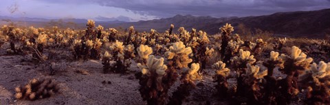 Framed Cholla Cactus in a desert, California, USA Print