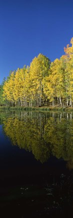 Framed Reflection of Aspen trees in a lake, Colorado, USA Print