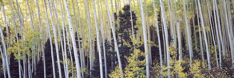 Framed Aspen trees in a forest, Aspen, Pitkin County, Colorado, USA Print