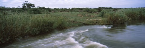 Framed River flowing through a forest, Sabie River, Kruger National Park, South Africa Print