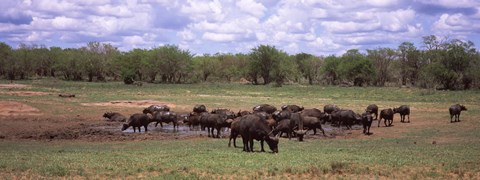 Framed Herd of Cape buffaloes (Syncerus caffer) use a mud hole to cool off in mid-day sun, Kruger National Park, South Africa Print
