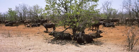 Framed Cape buffaloes resting under thorn trees, Kruger National Park, South Africa Print