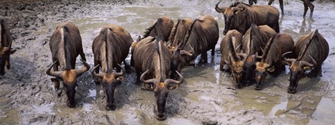 Framed Herd of Blue wildebeests (Connochaetes taurinus) at a waterhole, Mkuze Game Reserve, Kwazulu-Natal, South Africa Print