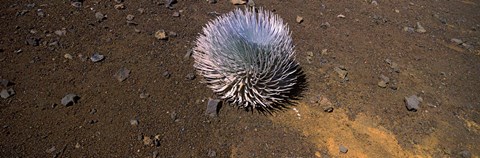 Framed Haleakala silversword (Argyroxiphium sandwicense subsp. macrocephalum), Haleakala National Park, Maui, Hawaii, USA Print