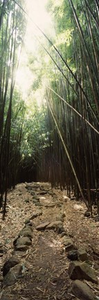 Framed Stone path through a Bamboo forest, Oheo Gulch, Seven Sacred Pools, Hana, Maui, Hawaii, USA Print