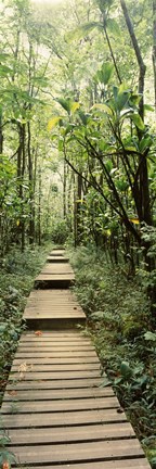 Framed Stepped path surronded by Bamboo shoots, Oheo Gulch, Seven Sacred Pools, Hana, Maui, Hawaii, USA Print