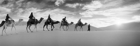 Framed Tourists riding camels through the Sahara Desert landscape led by a Berber man, Morocco (black and white) Print