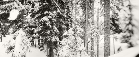 Framed Snow covered evergreen trees at Stevens Pass, Washington State (black and white) Print