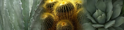 Framed Cactus plants Print