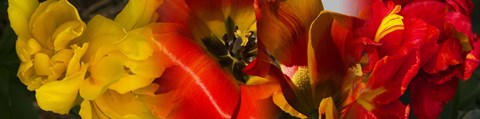 Framed Close-up of Tulips Print