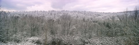 Framed Snow covered forest, Kentucky, USA Print