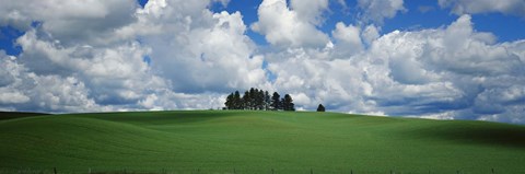 Framed Trees on the top of a hill, Palouse, Whitman County, Washington State, USA Print