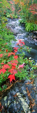 Framed River flowing through a forest, Black River, Upper Peninsula, Michigan (vertical) Print
