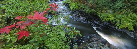 Framed River flowing through a forest, Black River, Upper Peninsula, Michigan (horizontal) Print