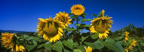 Framed Sunflowers in a field, Hood River, Oregon Print